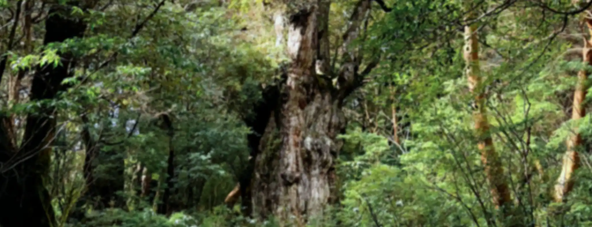 縄文杉登山