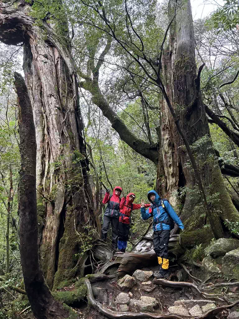 大株歩道。ここからは登山道