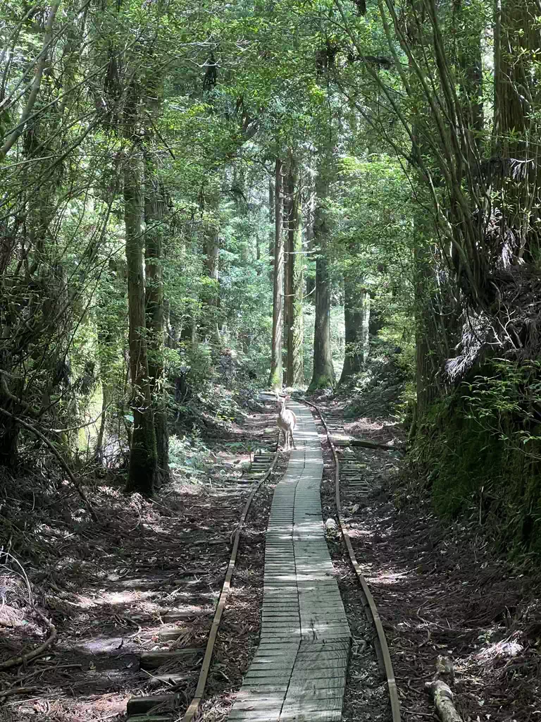 トロッコ道は続く。ヤクシカも出没