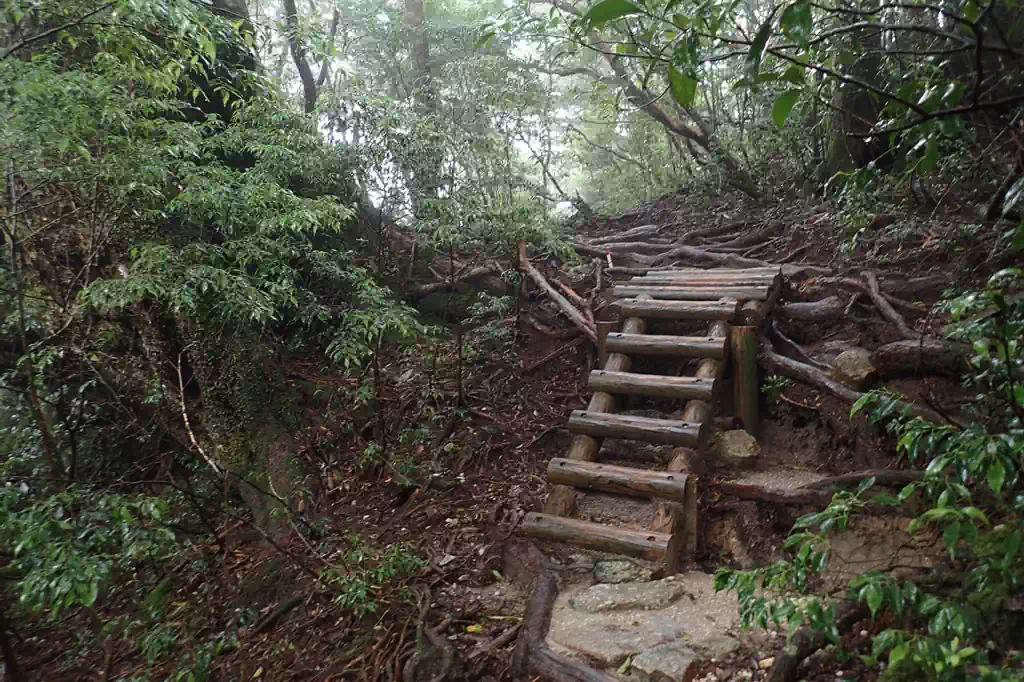 比較的整備された歩道