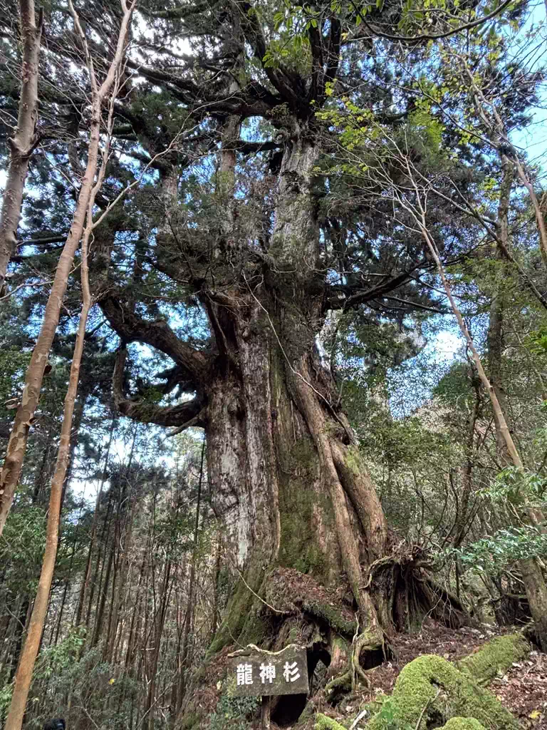 龍神杉