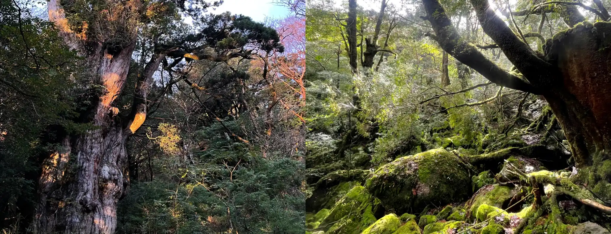 白谷雲水峡～縄文杉(一泊二日)