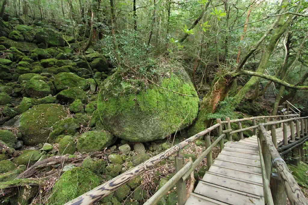 既に苔だらけ