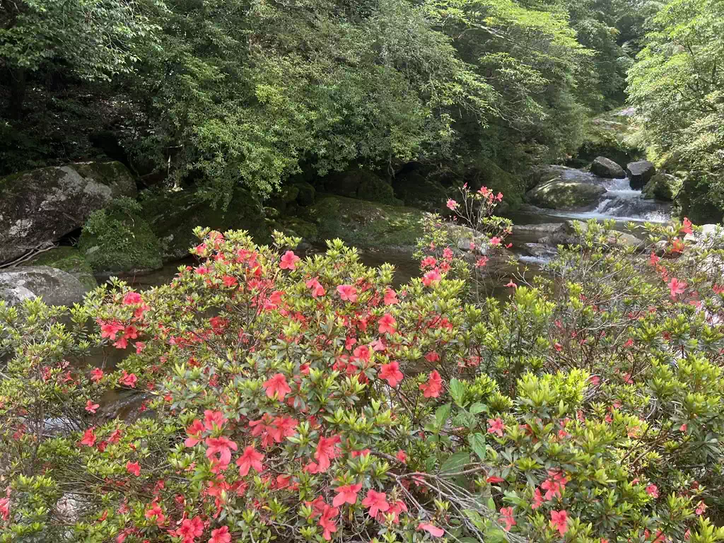 白谷川にサツキが映える