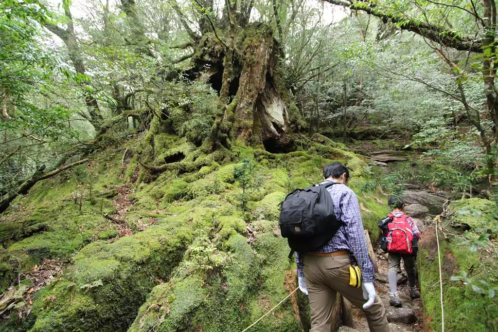 苔に覆われた歩道を進む