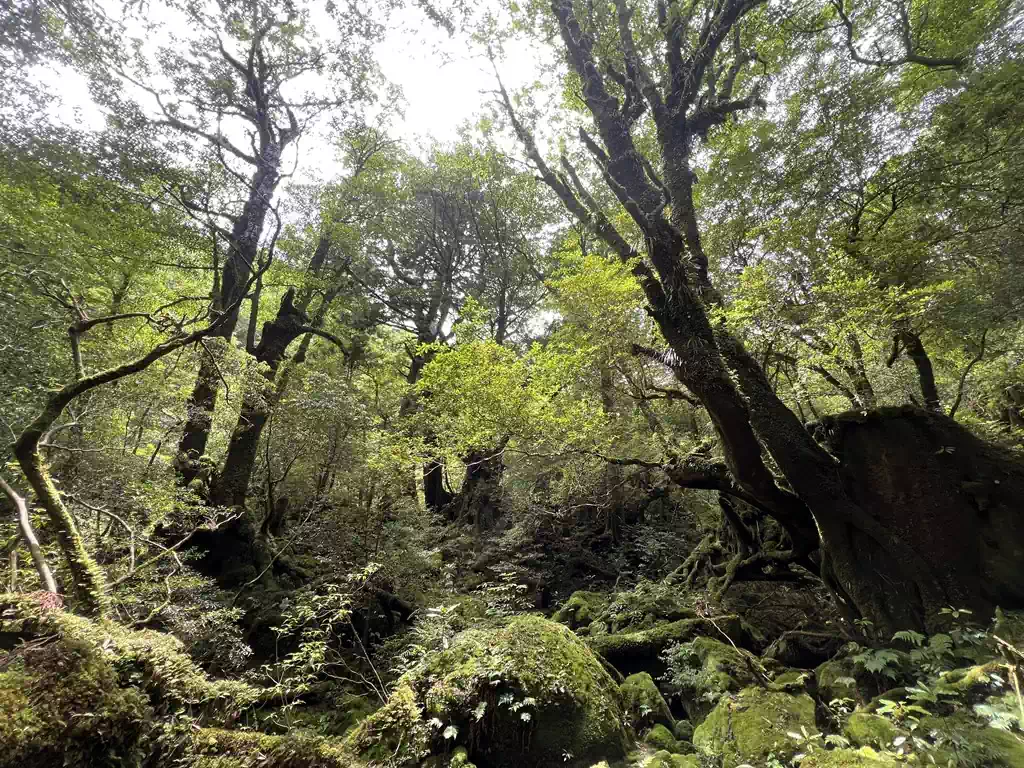 ここが有名な苔むす森