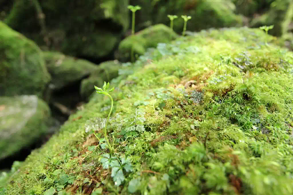 一面苔に覆われた岩