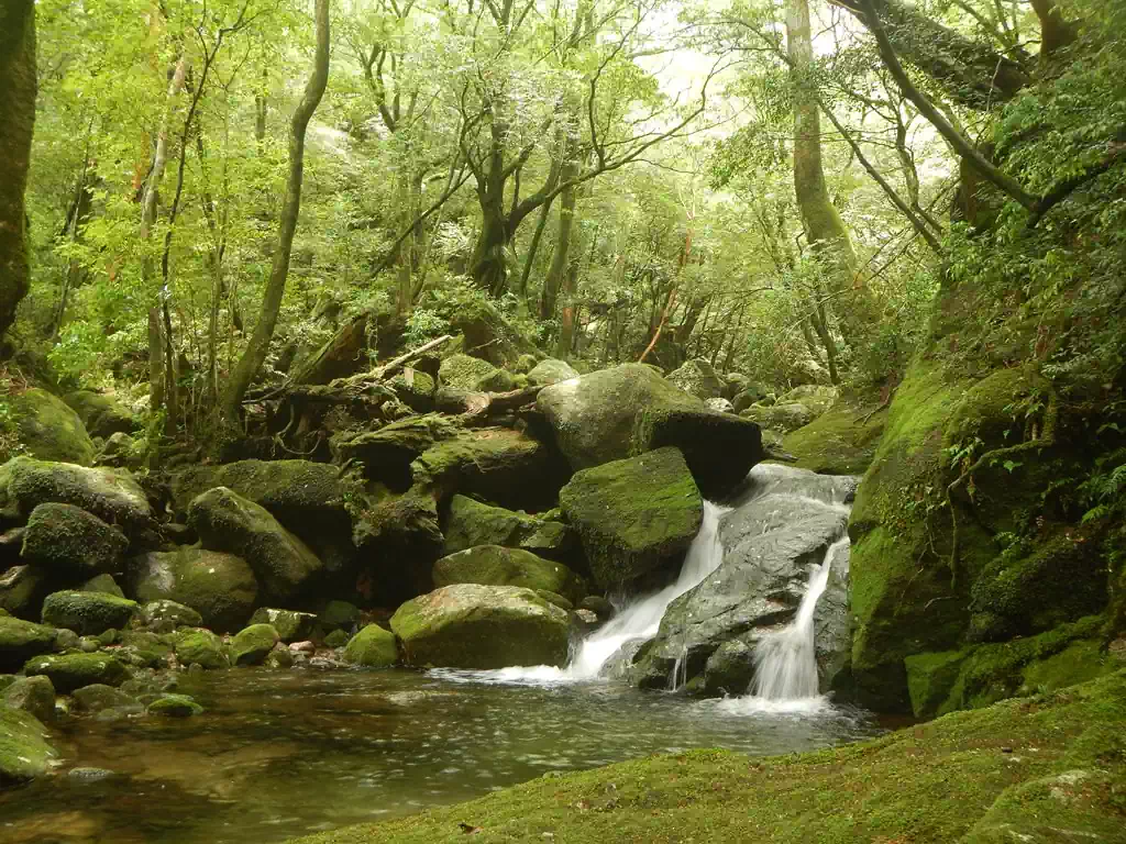 【原生林歩道】名もなき沢