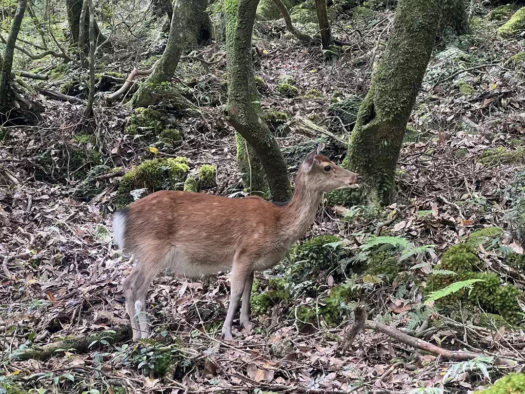 ヤクシカ出没！