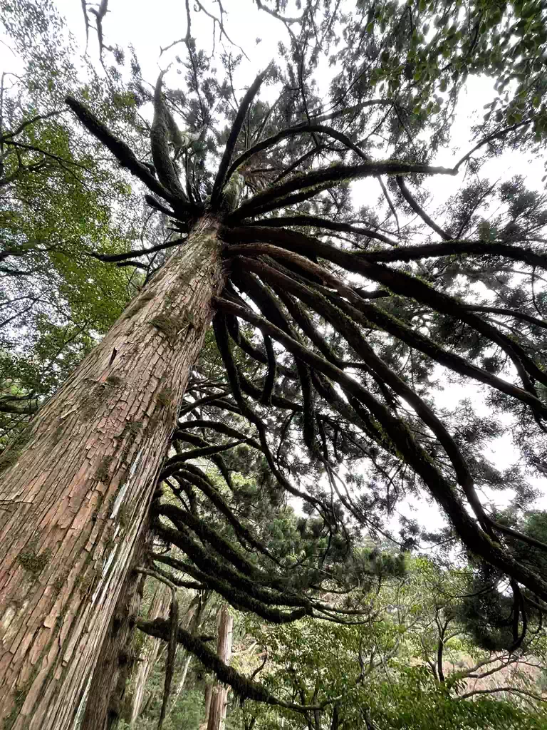 メデューサのような杉