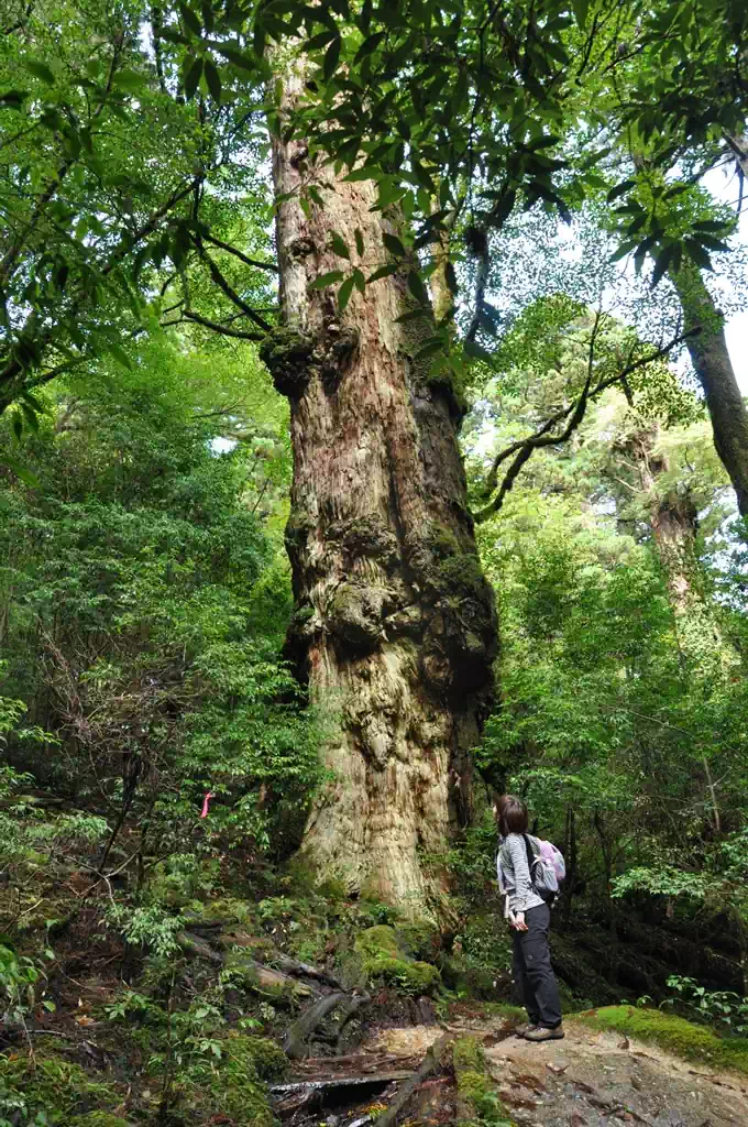 釈迦杉と対面