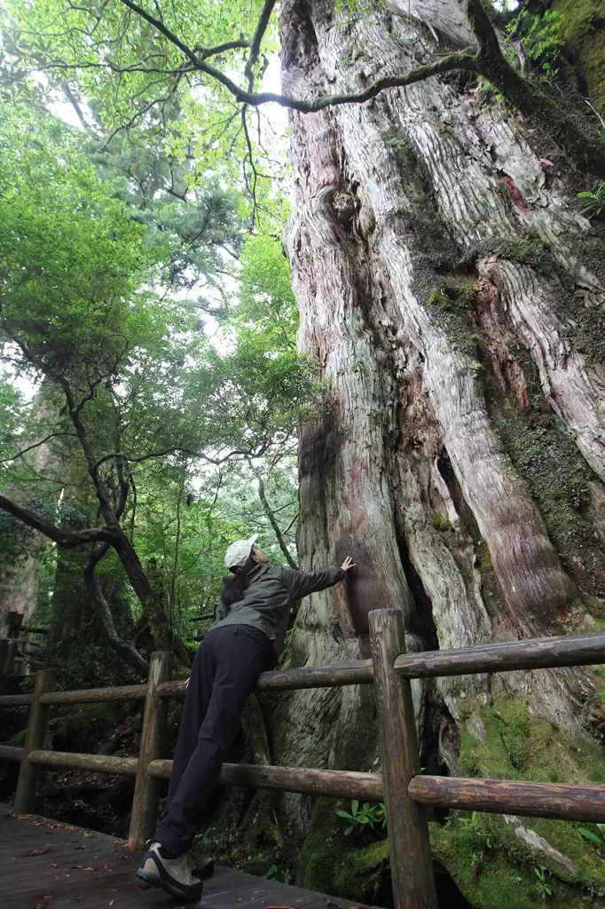 樹齢3000年の紀元杉