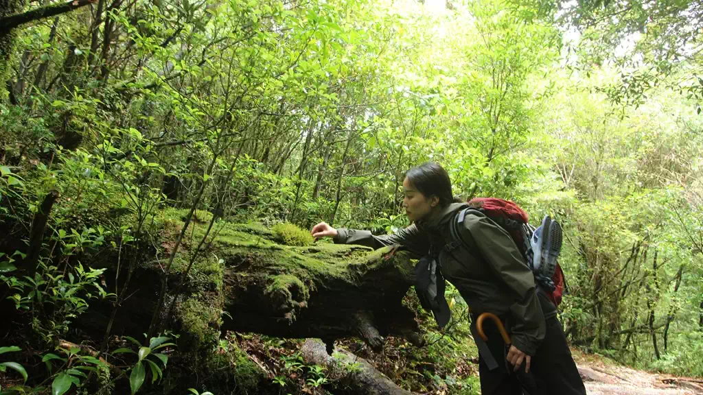 苔むした森も楽しめます
