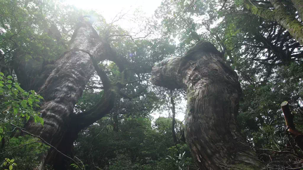 淀川大杉